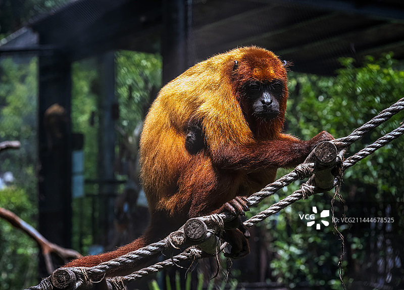 江苏南京红山动物园吼猴图片素材