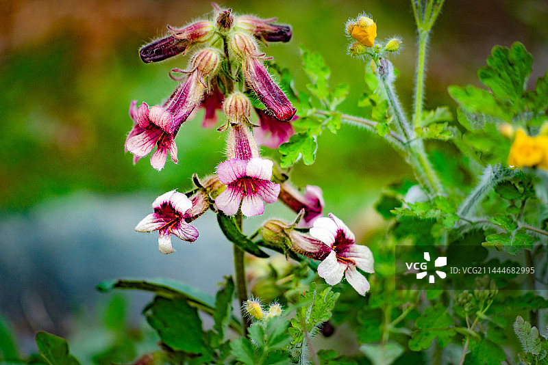 北京山地野生地黄开花图片素材