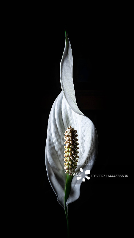 一帆风顺白掌图片素材