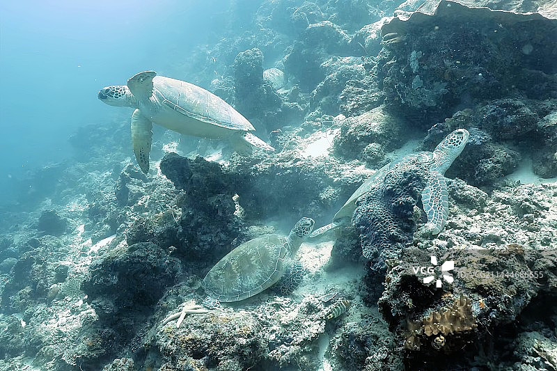 海底遨游的龟图片素材