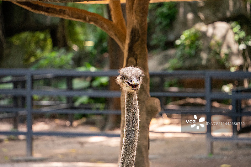 广州动物园鸵鸟特写图片素材