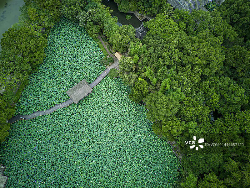 航拍夏季的绍兴兰亭景区荷花池荷花盛开图片素材