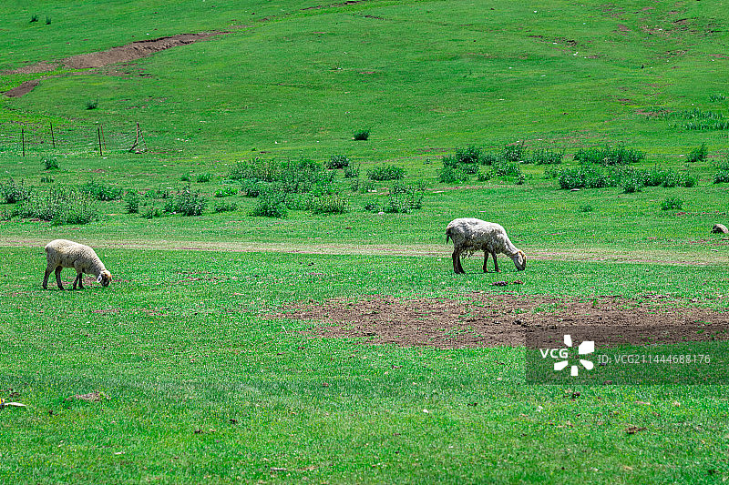新疆 巩乃斯 国家森林公园 独库公路沿途风光图片素材