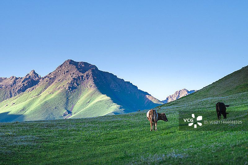 新疆 巩乃斯 国家森林公园 独库公路沿途风光图片素材