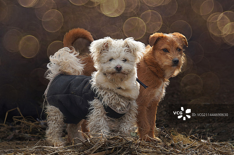 两只小狗图片素材