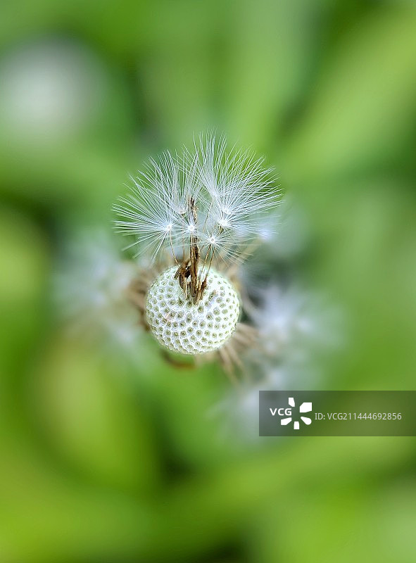 蒲公英种子小聚图片素材