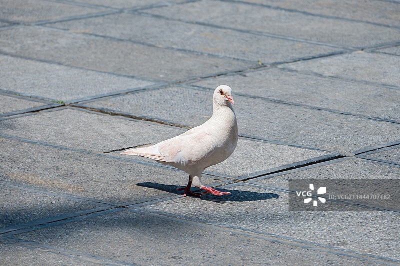 鸽子栖息在人行道上的特写镜头图片素材