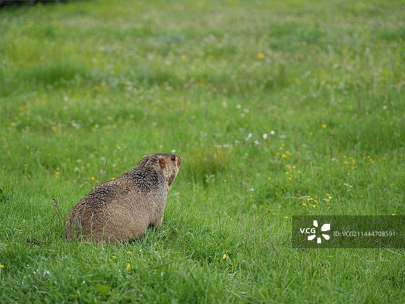 草原土拨鼠图片素材