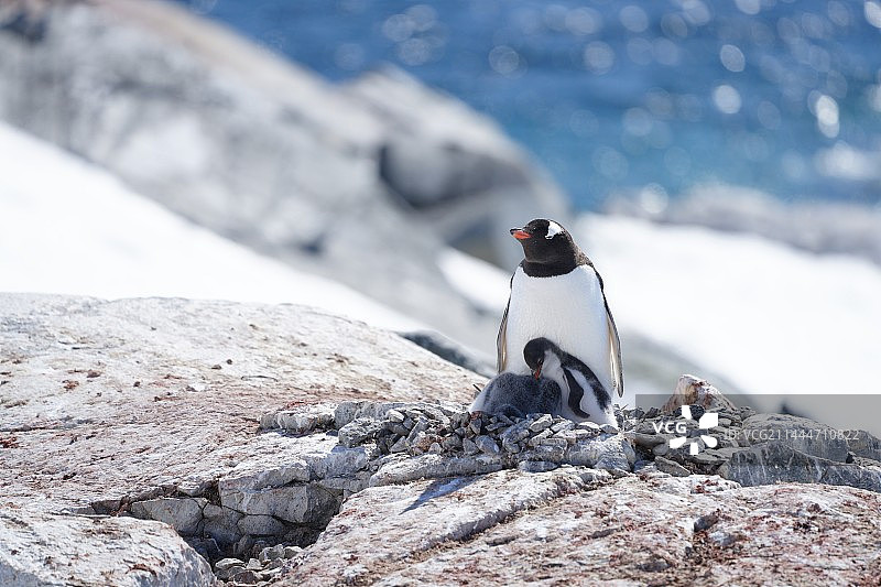南极巴布亚企鹅图片素材