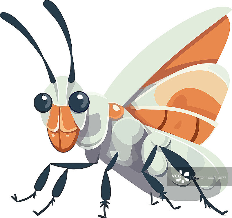 白色背景上的板球昆虫图片素材