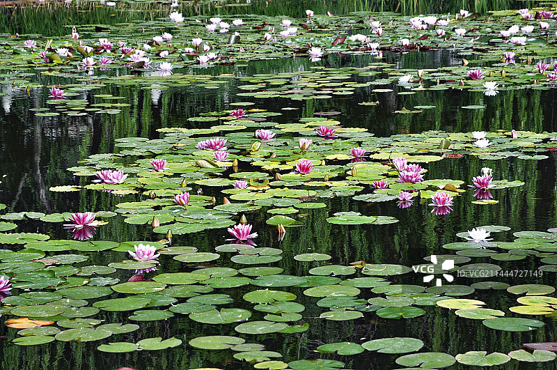 荷塘中的睡莲图片素材