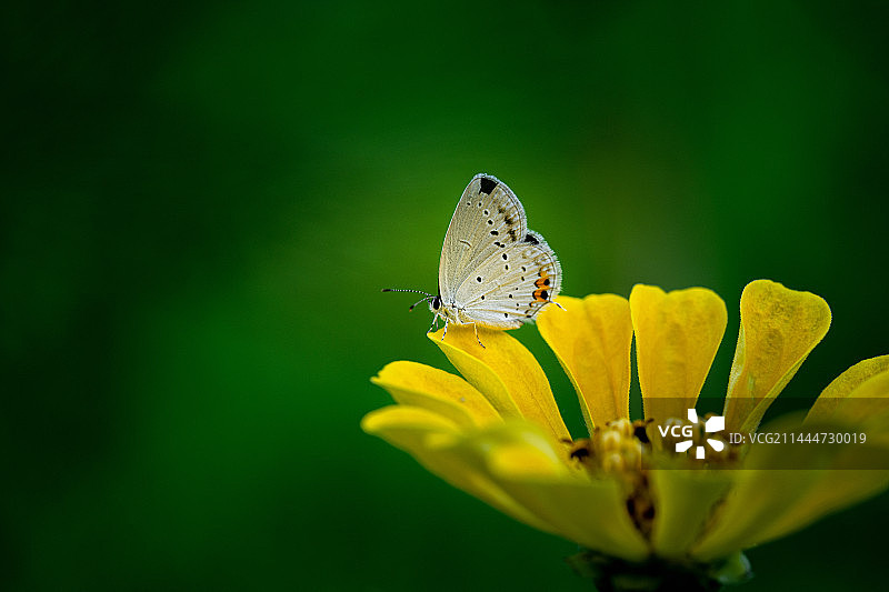 弄蝶图片素材