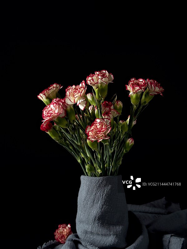 红边白色康乃馨图片素材