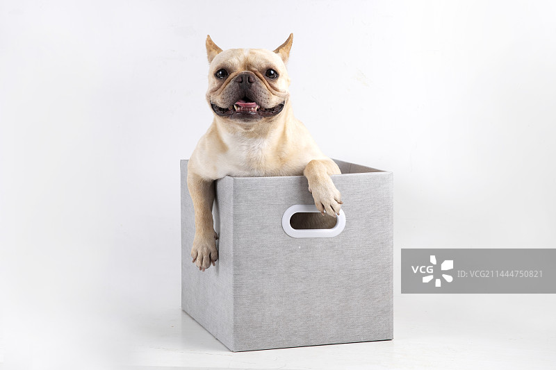 影棚拍摄白底纸箱里的狗法斗图片素材