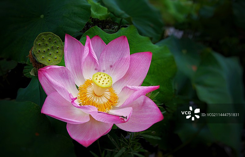 荷花莲蓬豆娘俯视拍摄图片素材