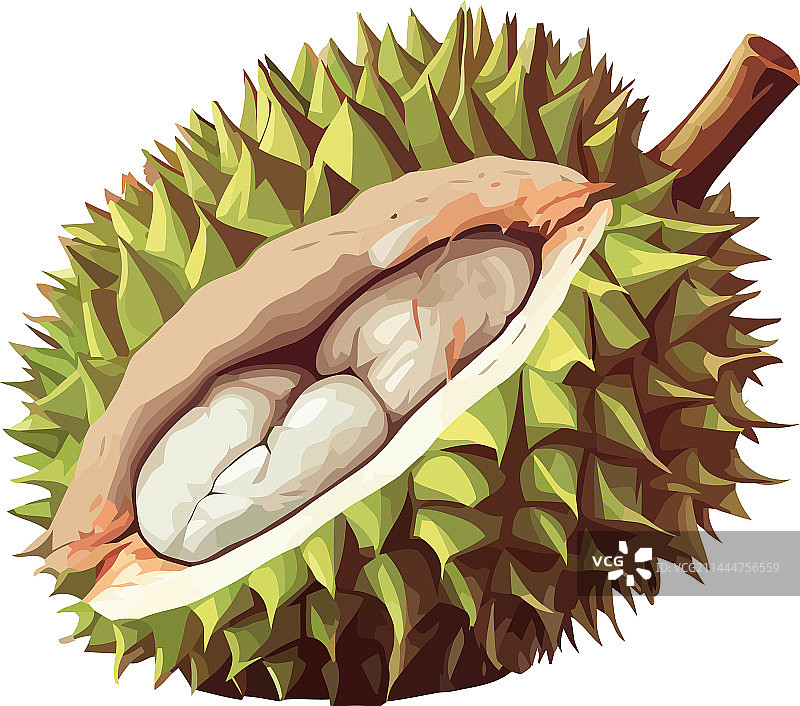 尖刺保护着美味的榴莲图片素材