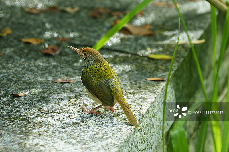 扇尾莺图片素材