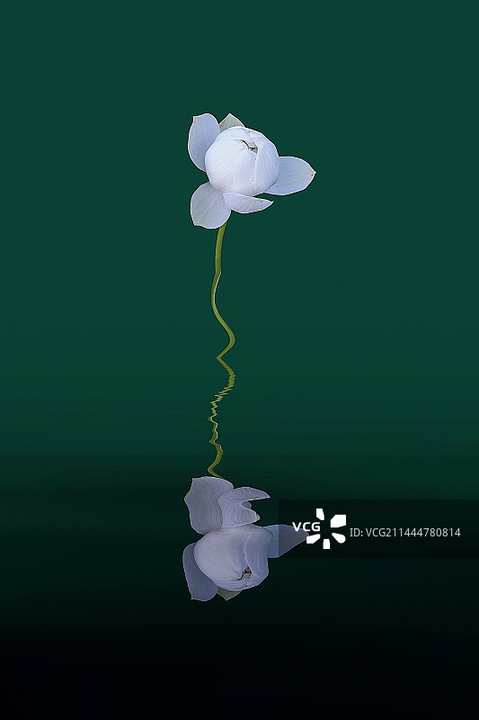 《夏日白莲花》图片素材