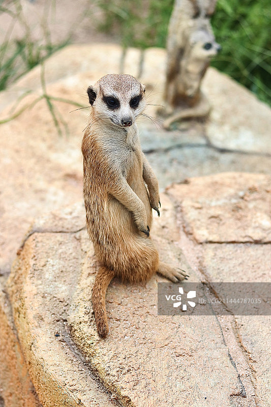 站立的细尾獴图片素材