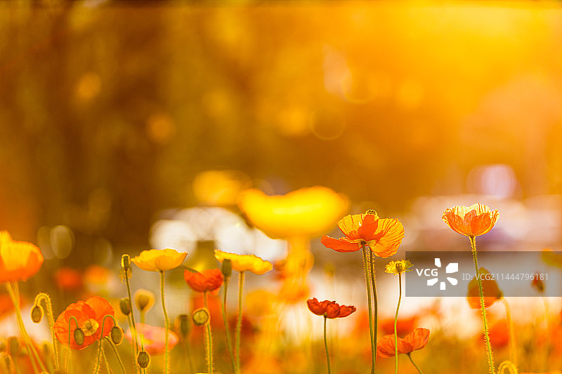 夕阳下的虞美人图片素材