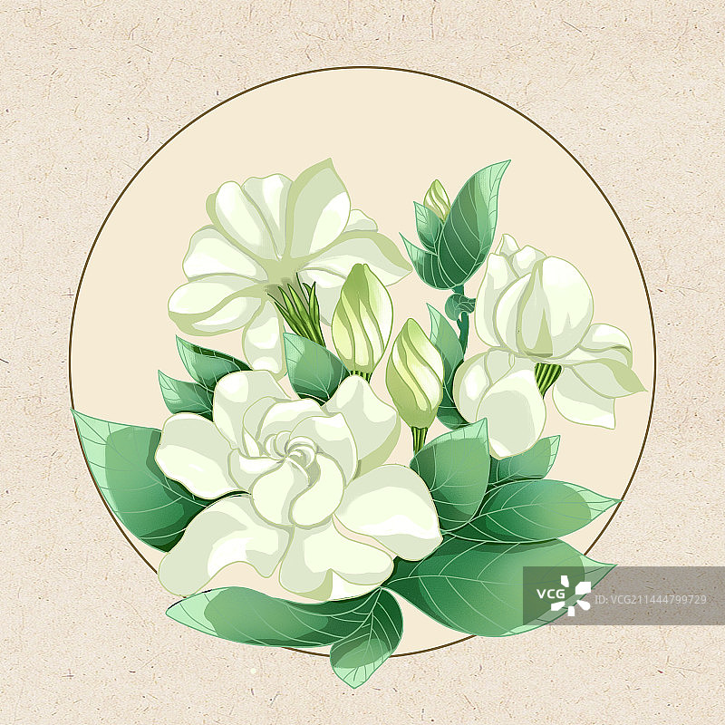 植物包装插画-栀子花图片素材