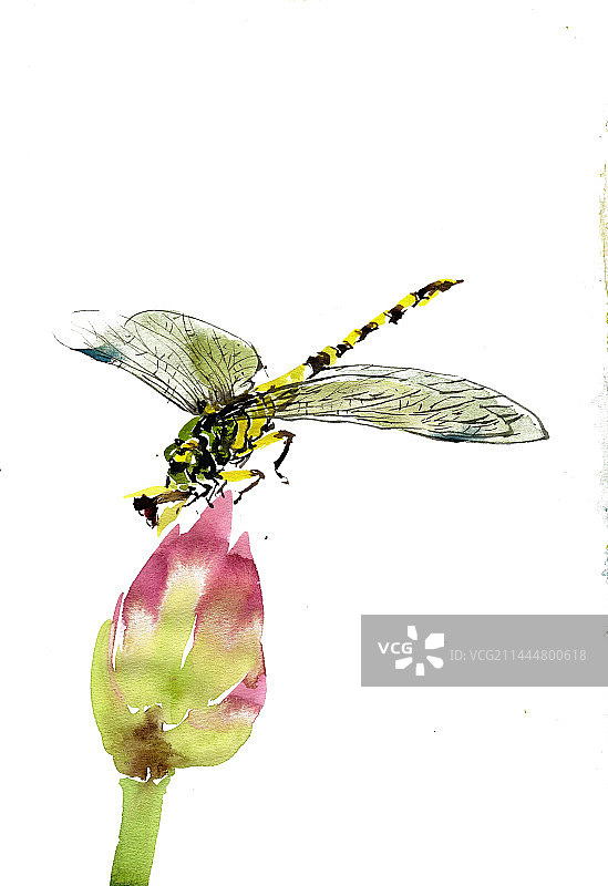 栖息的蜻蜓图片素材