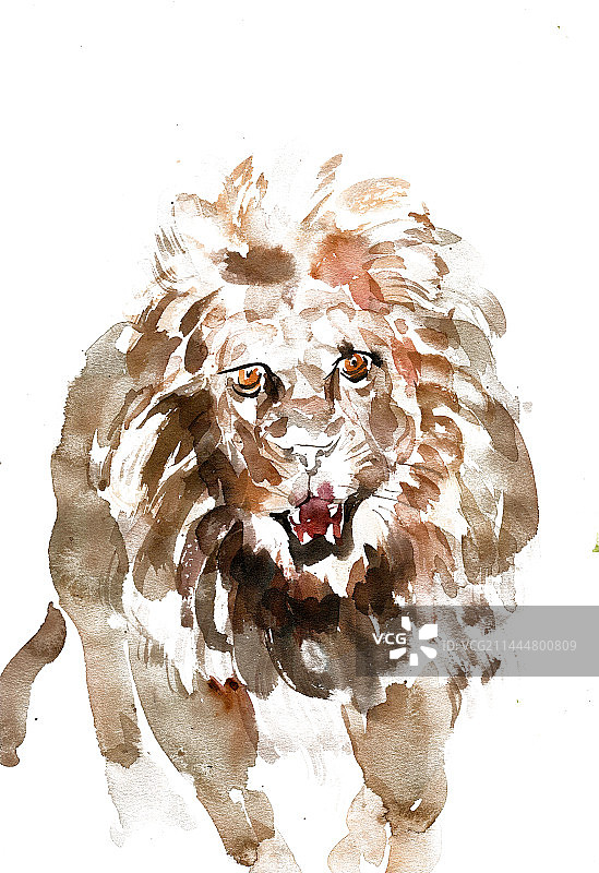 威武的狮子图片素材