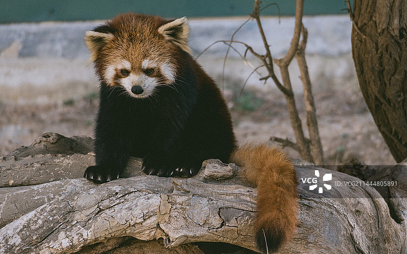 大连森林动物园里的小熊猫图片素材