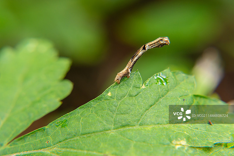 树叶上的毛虫特写镜头  尺蛾的幼虫尺蠖图片素材