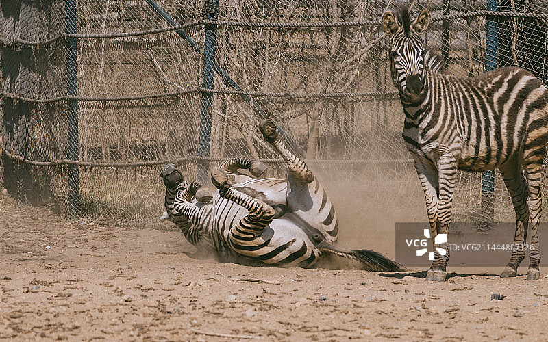 大连森林动物园里的斑马图片素材