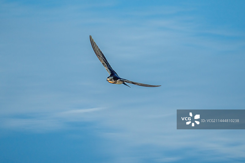 翠湖湿地的家燕图片素材
