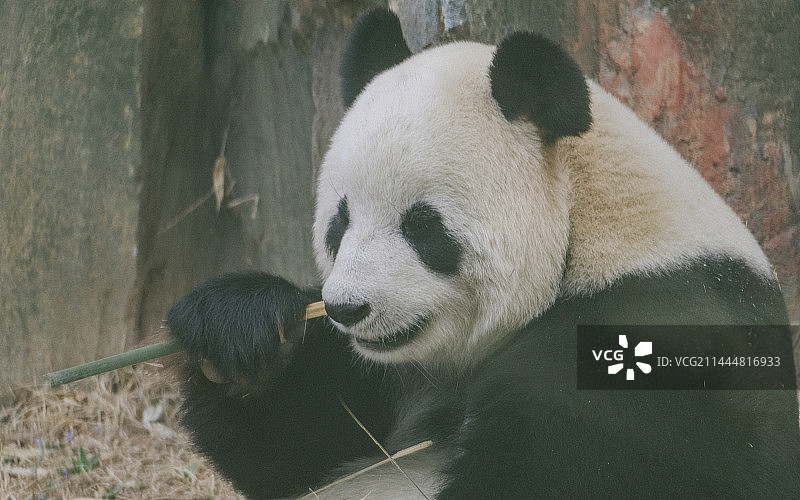 大连森林动物园里的大熊猫图片素材
