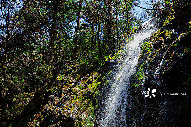 湖北神农架林区神农顶景区金猴岭金猴飞瀑，瀑布穿过原始森林倾泻而下，水滴四溅，岩石上长满了青苔图片素材
