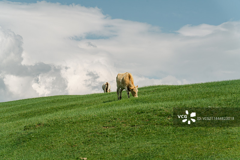 蓝天白云奶牛图片素材