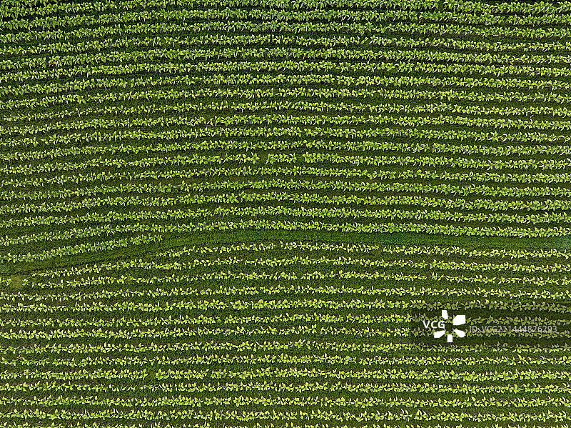 闽北的烤烟经济 2023年5月拍摄于邵武图片素材