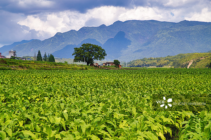 闽北的烤烟经济 2023年5月拍摄于邵武图片素材