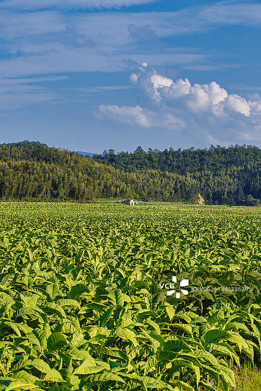 闽北的烤烟经济 2023年5月拍摄于邵武图片素材