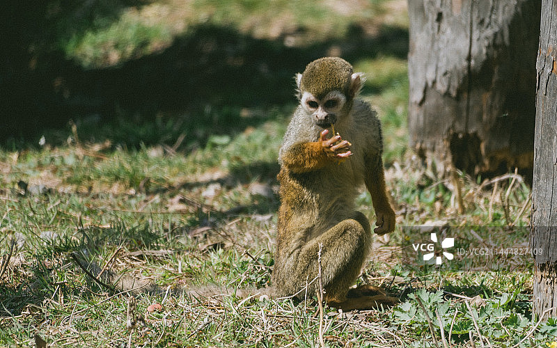 大连森林动物园里的卷尾猴图片素材