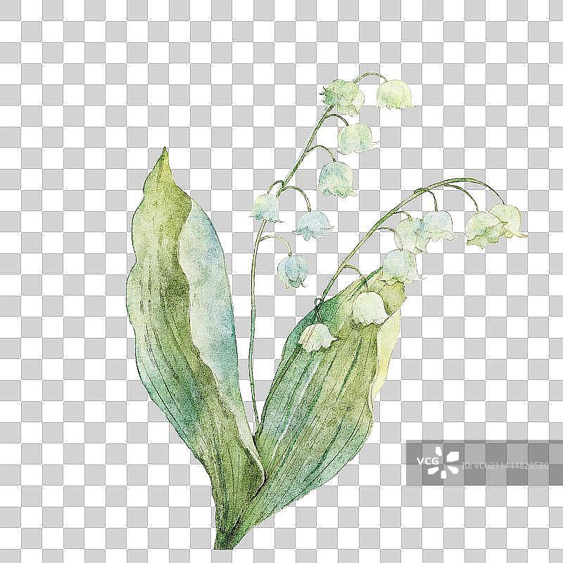 水彩蓝铃花图片素材