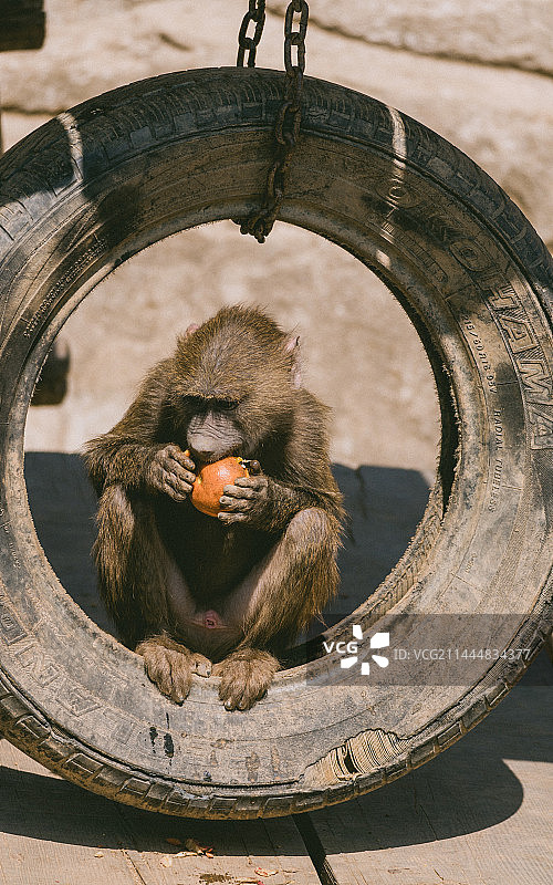 大连森林动物园里的狒狒图片素材