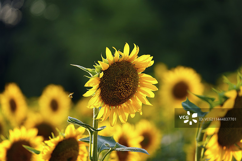 朵朵葵花向太阳图片素材