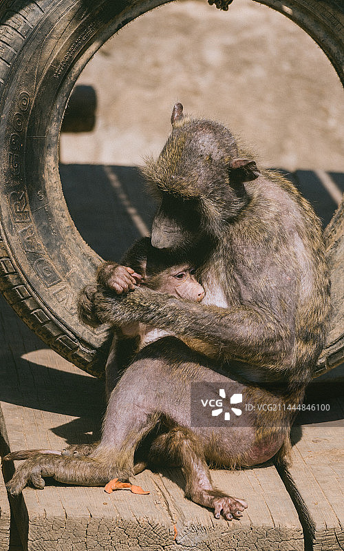 大连森林动物园里的狒狒母子图片素材