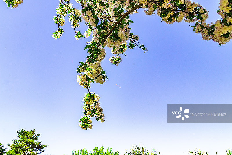 元大都遗址公园-海棠花图片素材