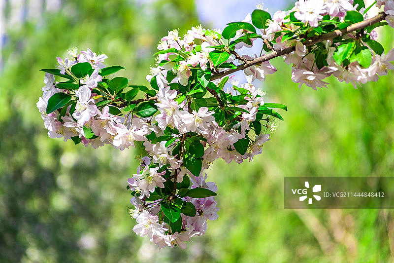 元大都遗址公园-海棠花图片素材