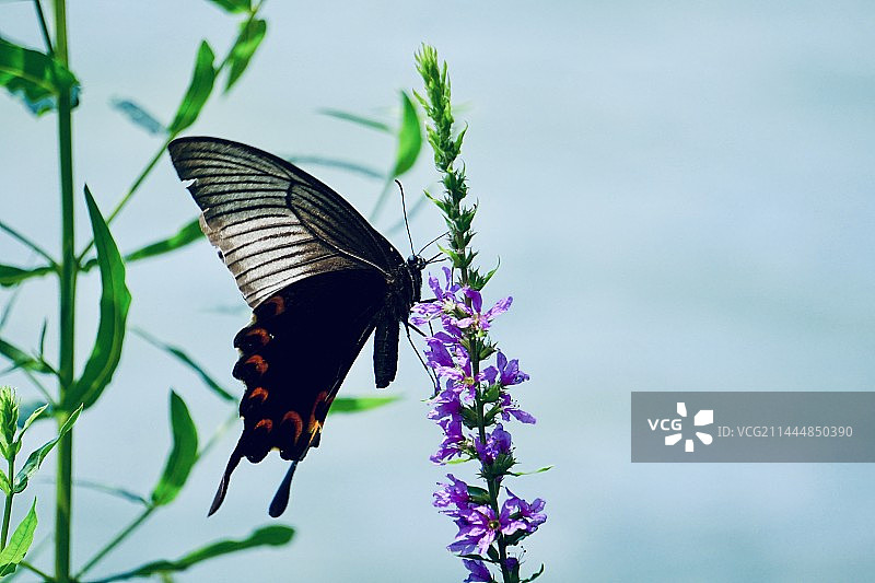 黑色穹翠凤蝶图片素材