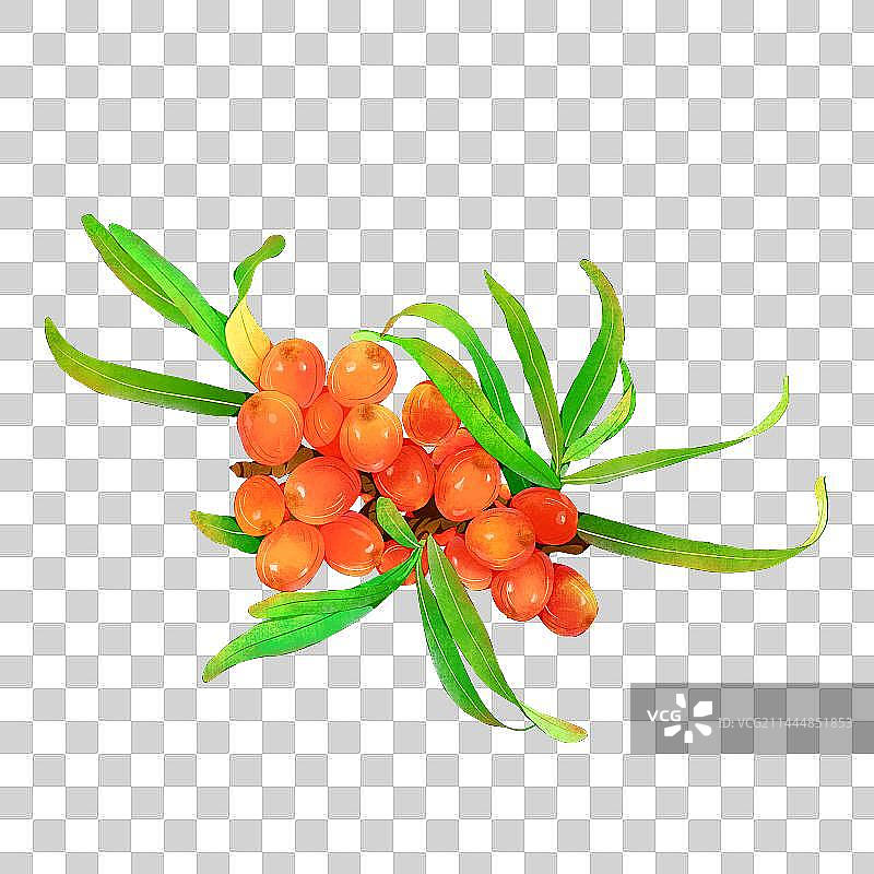 沙棘果图片素材