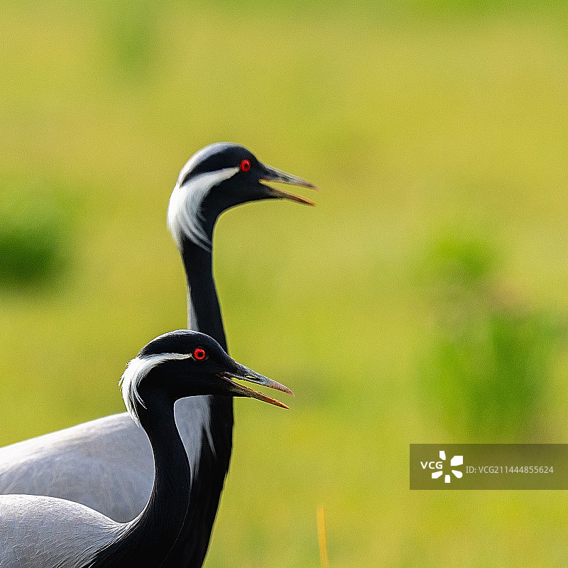 悠然自得图片素材