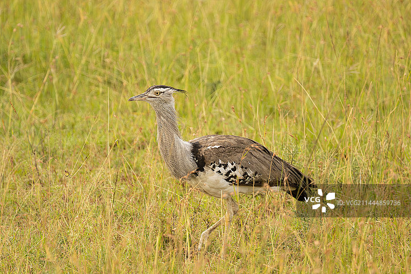 灰颈鹭鸨图片素材