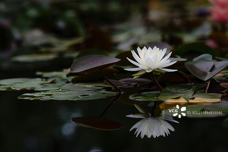 昆明大观公园池塘中的白色睡莲与倒影图片素材