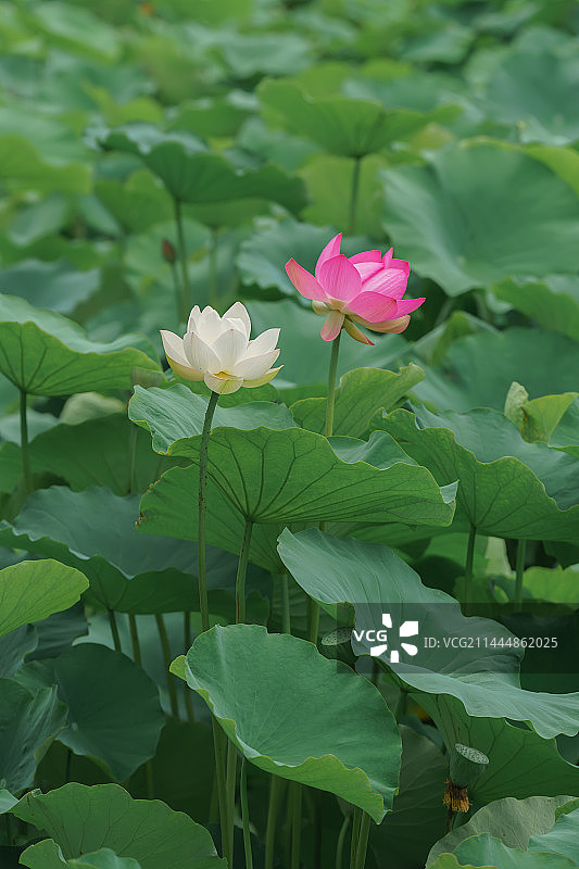 昆明大观公园中盛开的白荷花和粉荷花图片素材